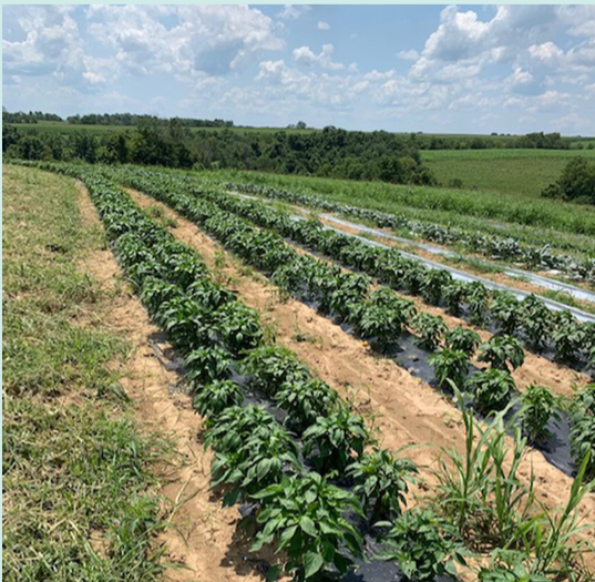 Mulberry Ridge Organics photo